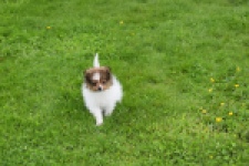 Spitz allemand (reu) 64913