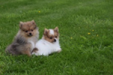 Spitz allemand (reu) 65118