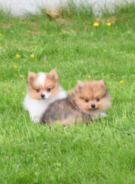Spitz allemand (reu) 65118
