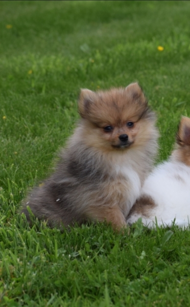 Spitz allemand (reu) 65118