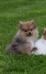 Spitz allemand (reu) 65118