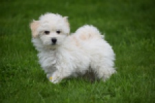 Maltipoo (reu) 29208