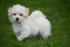 Maltipoo (reu) 29208