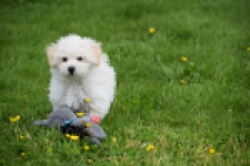 Maltipoo (reu) 29208