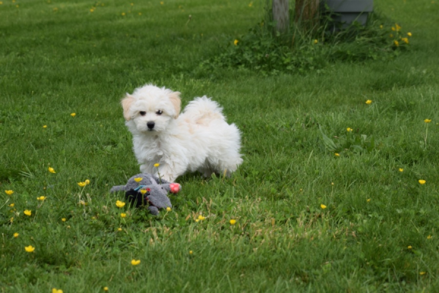 Maltipoo (reu) 29208