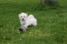 Maltipoo (reu) 29208