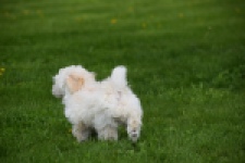 Maltipoo (reu) 29208