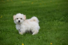 Maltipoo (reu) 29208