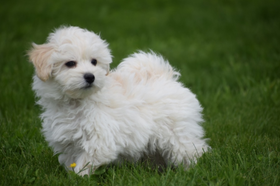 Maltipoo (reu) 29208