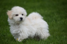 Maltipoo (reu) 29208