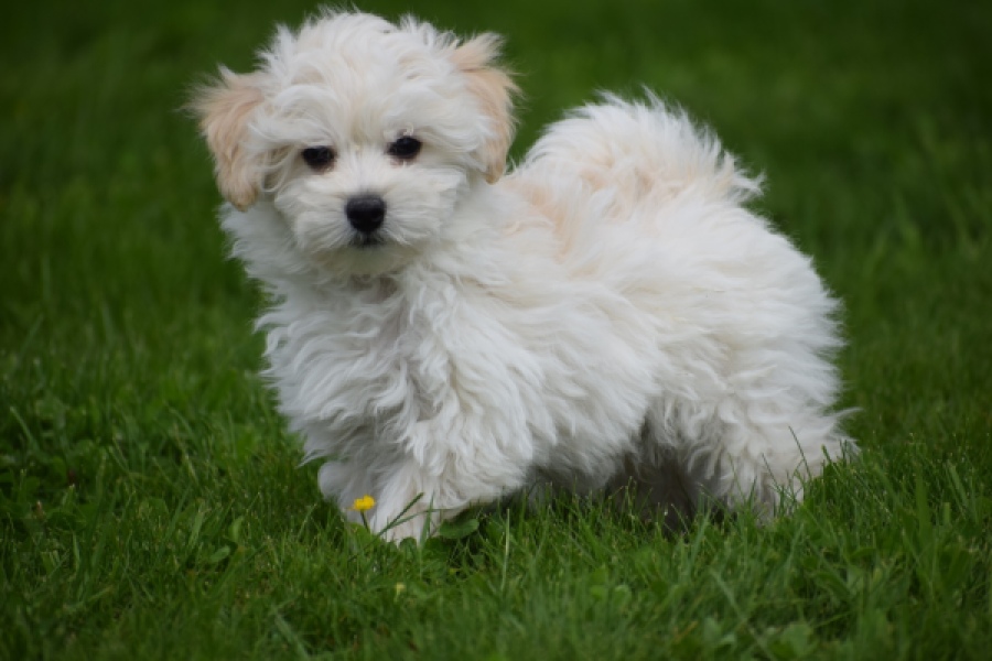 Maltipoo (reu) 29208