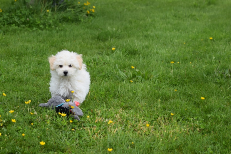 Maltipoo (reu) 29208