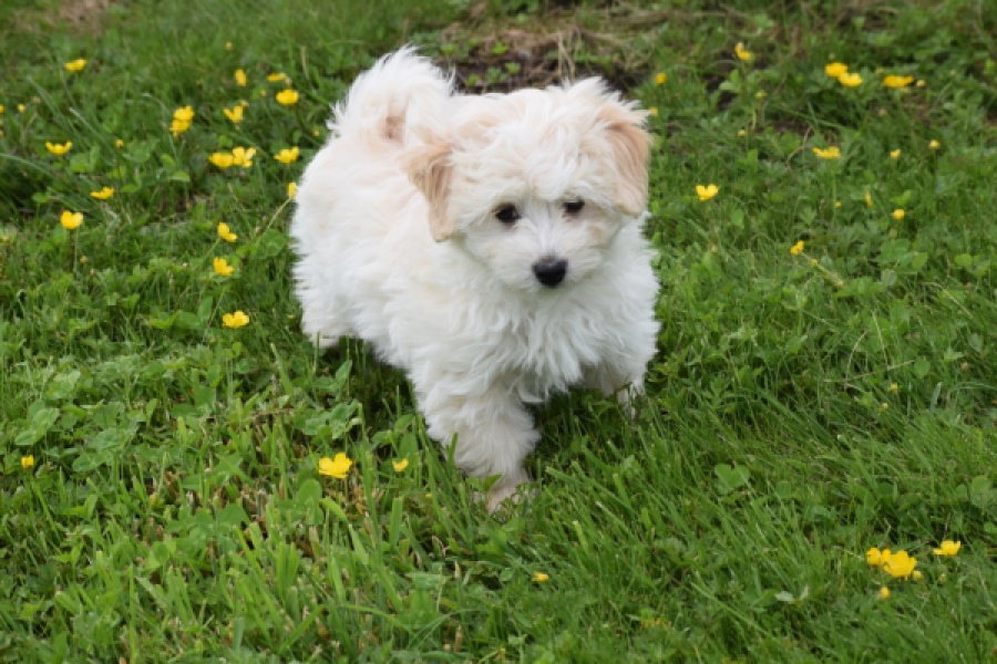 Maltipoo (teef) 29210