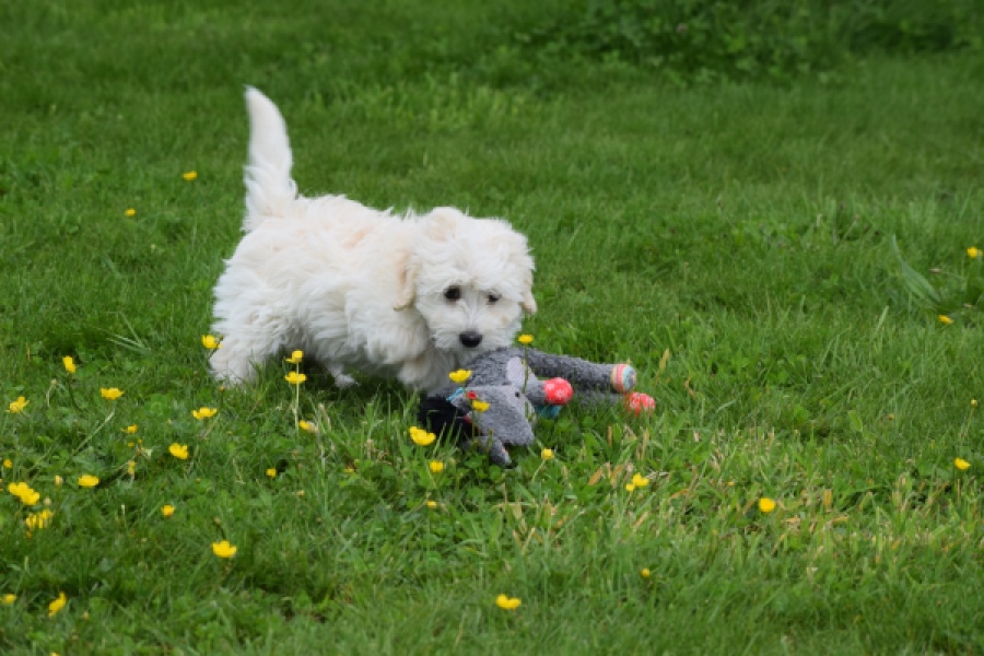 Maltipoo (teef) 29210