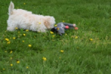 Maltipoo (teef) 29210