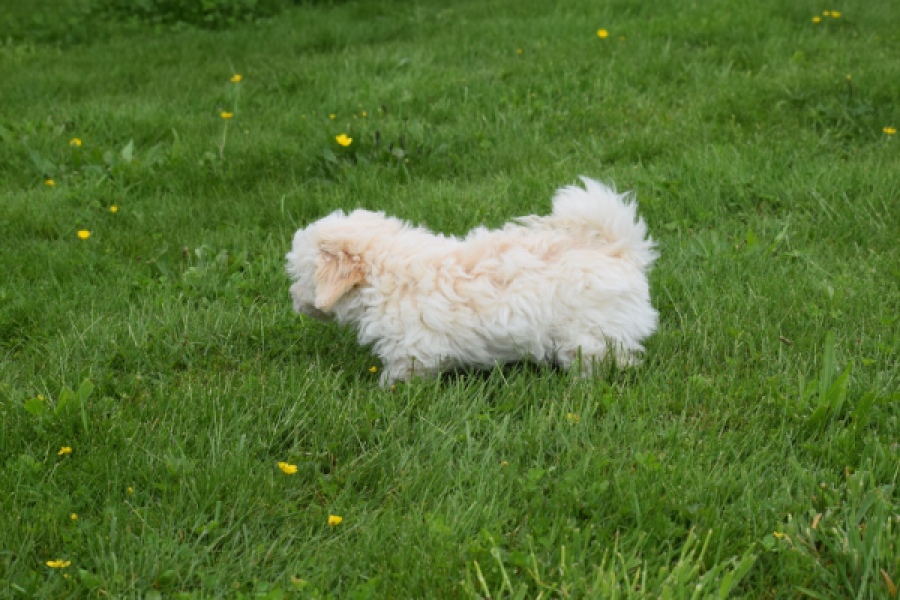 Maltipoo (teef) 29210
