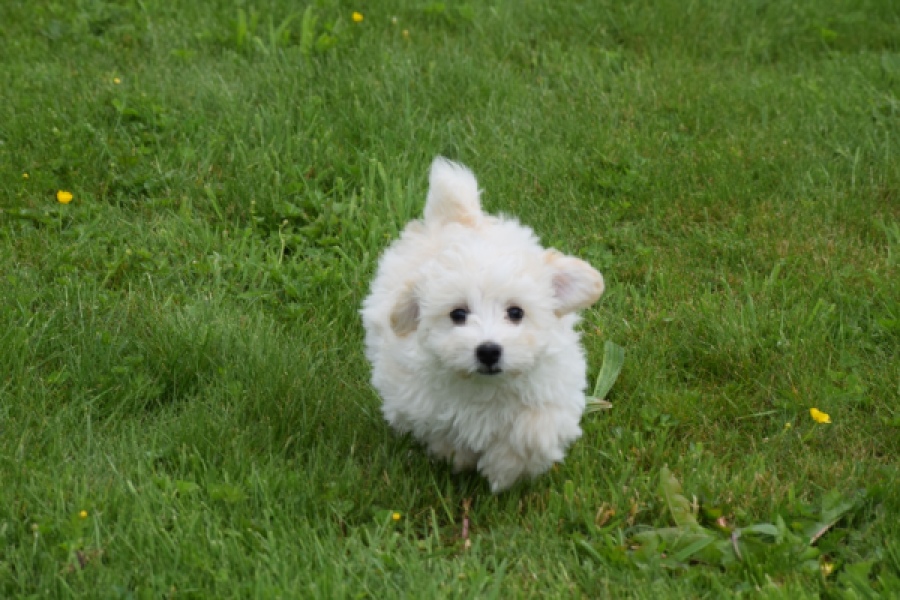 Maltipoo (teef) 29210