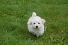 Maltipoo (teef) 29210