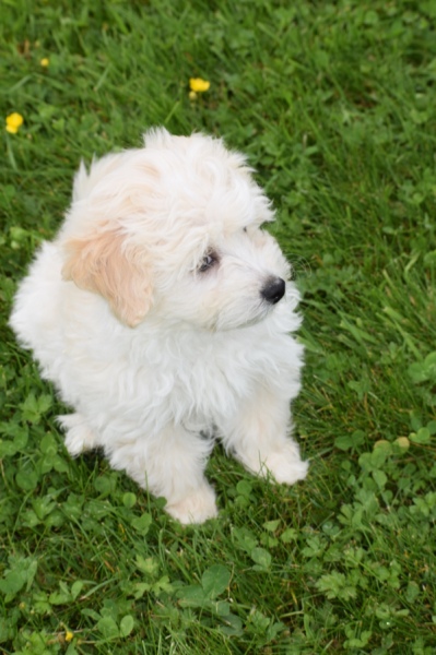 Maltipoo (teef) 29210