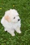 Maltipoo (teef) 29210