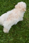 Maltipoo (teef) 29210