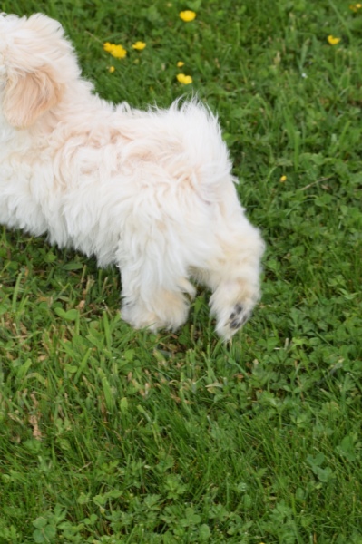 Maltipoo (teef) 29210