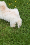 Maltipoo (teef) 29210