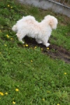 Maltipoo (teef) 29210