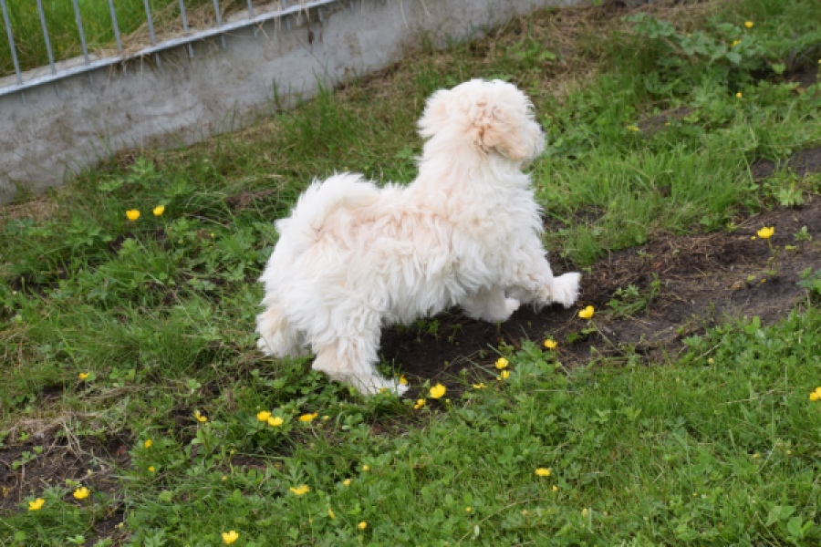 Maltipoo (teef) 29210