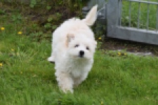 Maltipoo (teef) 29210
