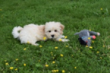 Maltipoo (teef) 29762