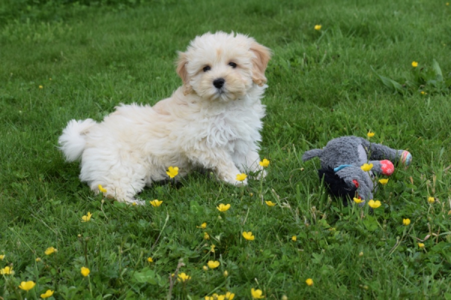 Maltipoo (teef) 29762