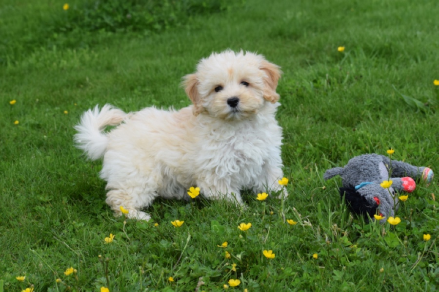 Maltipoo (teef) 29762