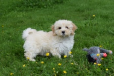 Maltipoo (teef) 29762
