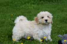 Maltipoo (teef) 29762