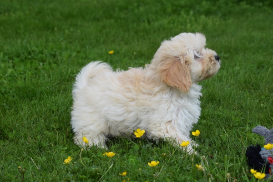 Maltipoo (teef) 29762