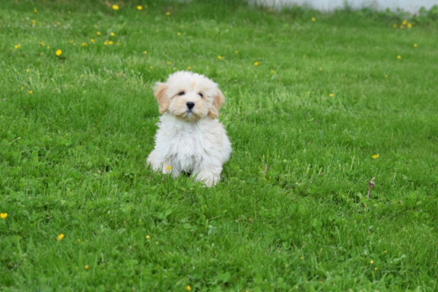 Maltipoo (teef) 29762