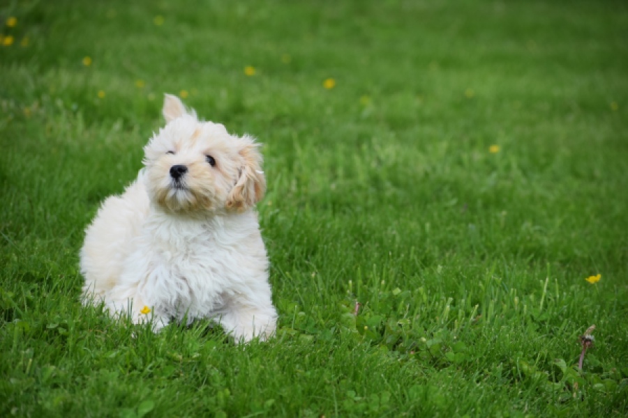 Maltipoo (teef) 29762