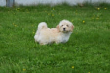 Maltipoo (teef) 29762