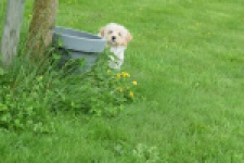 Maltipoo (teef) 29762