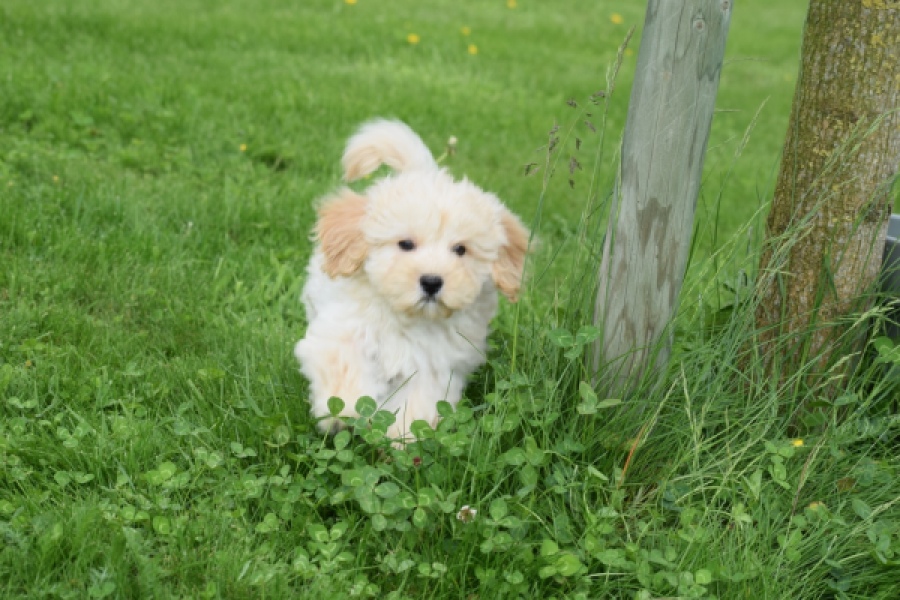 Maltipoo (teef) 29762
