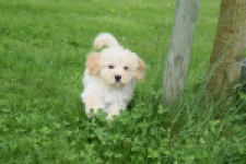Maltipoo (teef) 29762