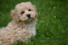 Maltipoo (reu) 29768