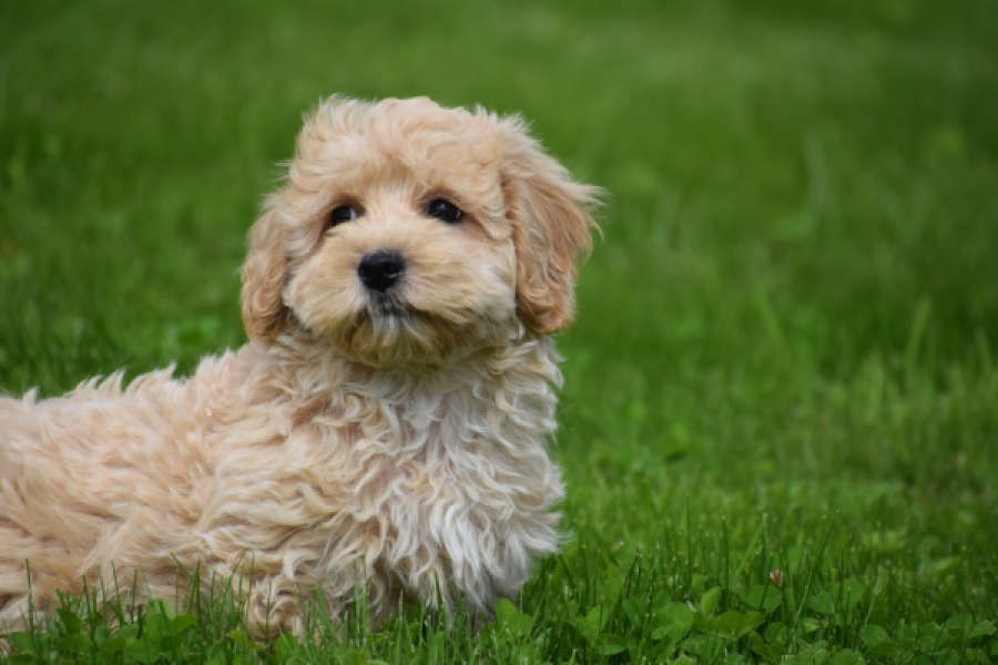 Maltipoo (reu) 29768