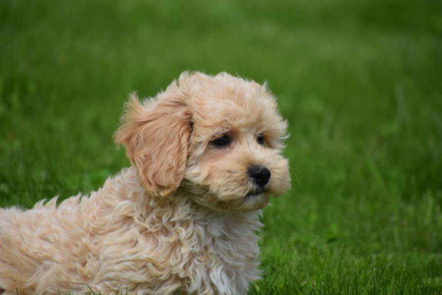 Maltipoo (reu) 29768