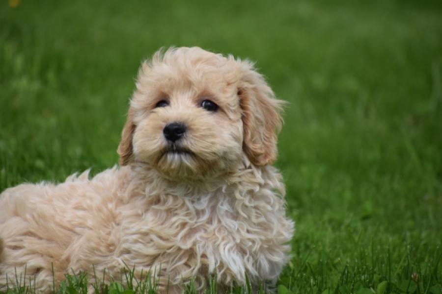 Maltipoo (reu) 29768