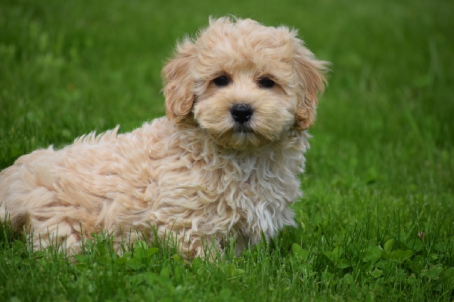 Maltipoo (reu) 29768