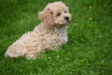 Maltipoo (reu) 29768