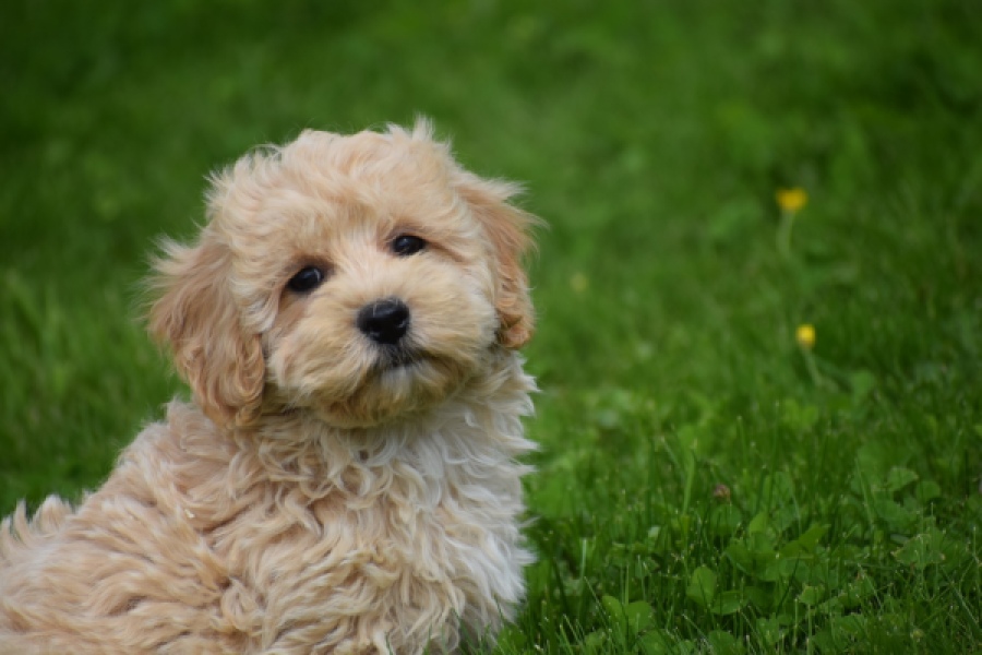 Maltipoo (reu) 29768