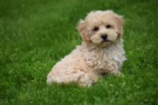Maltipoo (reu) 29768